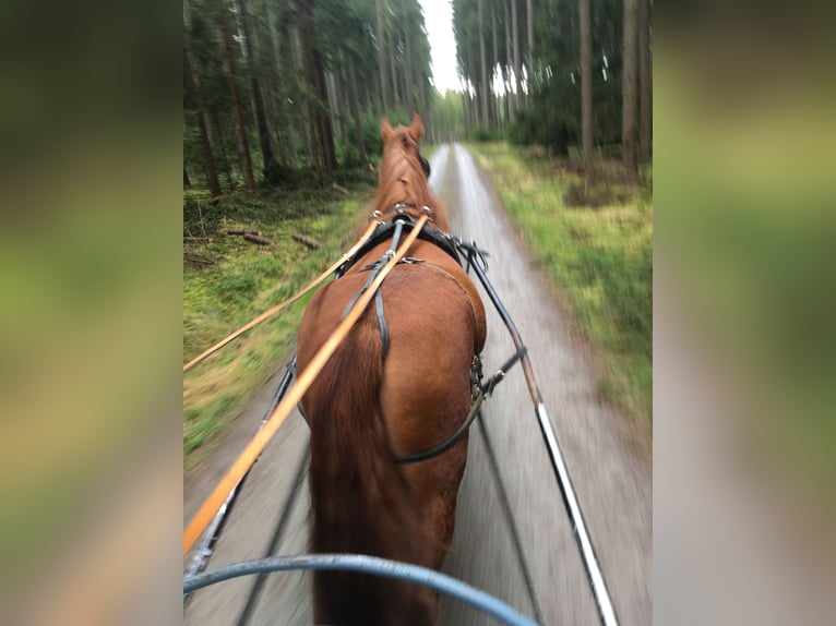Silesian Mare 14 years 15 hh Chestnut-Red in Rehau