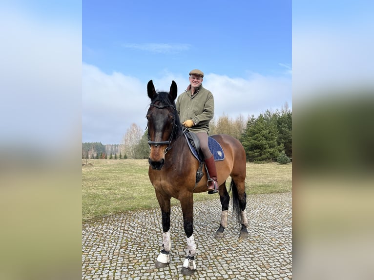 Silesian Mix Mare 15 years 16,2 hh Bay in Zabrodzie