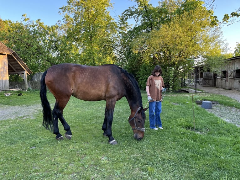 Silesian Mix Mare 15 years 16,2 hh Bay in Zabrodzie