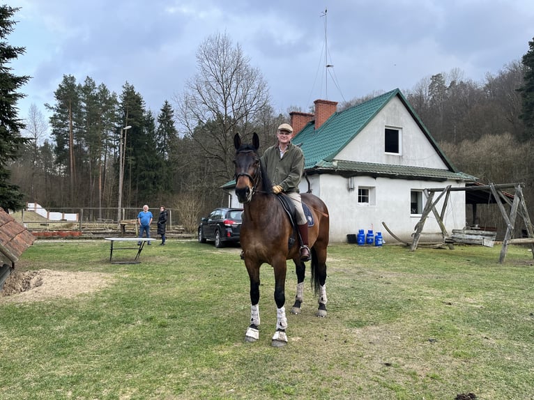 Silesian Mix Mare 15 years 16,2 hh Bay in Zabrodzie