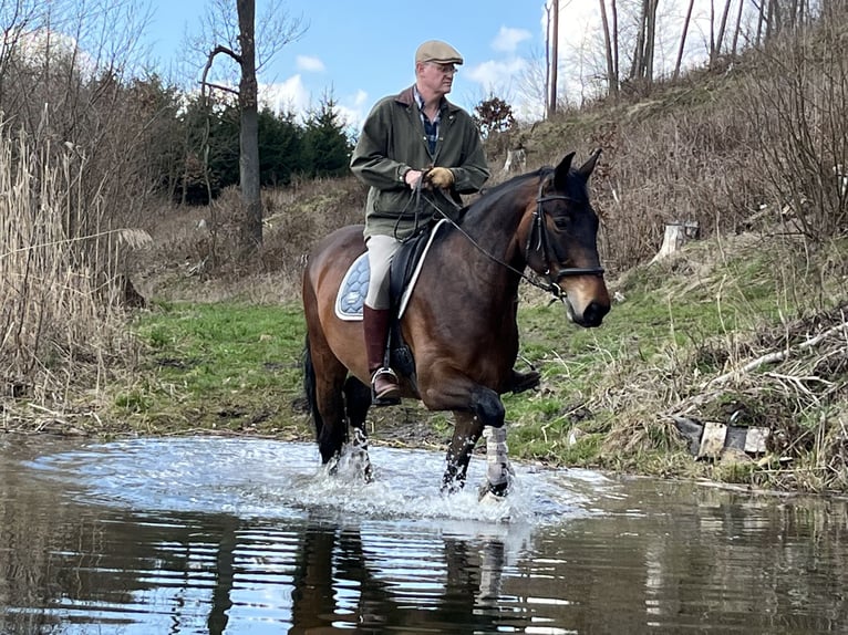 Silesian Mix Mare 15 years 16,2 hh Bay in Zabrodzie