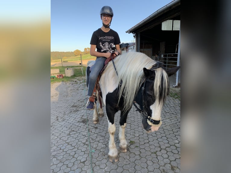 Silesian Mare 16 years 16 hh Brown in Ostrach