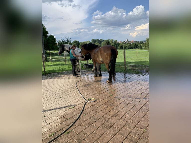 Silesian Mare 17 years 15,2 hh Pinto in Ostrach