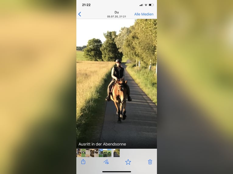 Silesian Mare 17 years 16 hh Brown in Ostrach