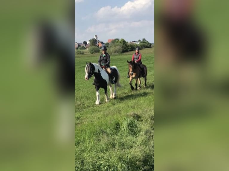 Silesian Mare 17 years 16 hh Brown in Ostrach