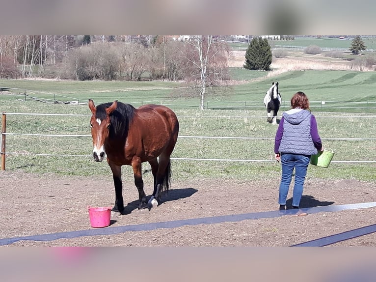 Silesian Mare 17 years 16 hh Brown in Ostrach