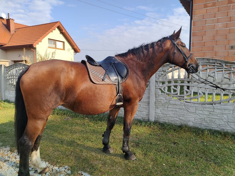 Silesian Mare 17 years 16,2 hh Bay in Bełchatów