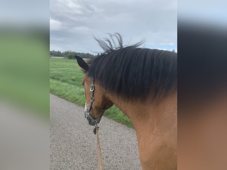 Silesian Mare 19 years 15,2 hh Pinto in Ostrach