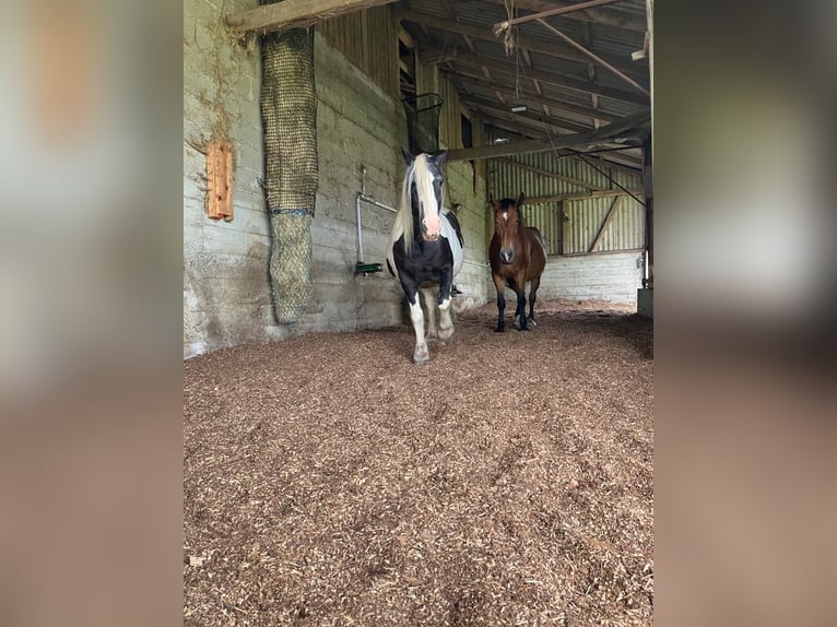 Silesian Mare 19 years 15,2 hh Pinto in Ostrach