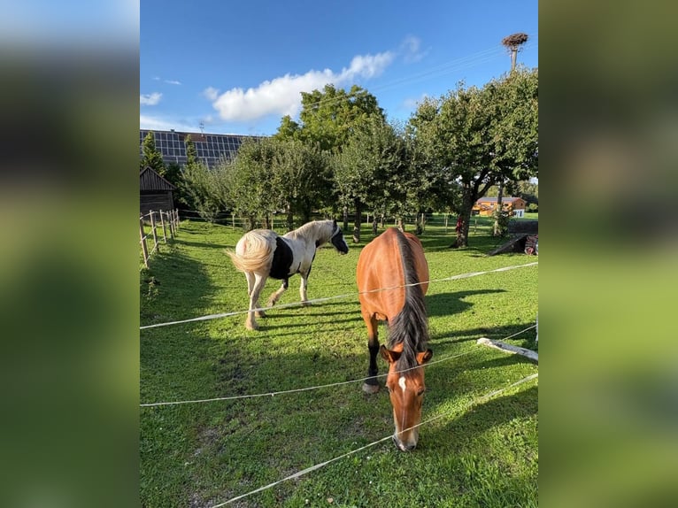 Silesian Mare 19 years 15,2 hh Pinto in Ostrach