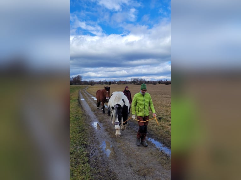 Silesian Mare 19 years 15,2 hh Pinto in Ostrach