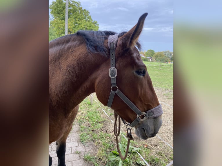 Silesian Mare 19 years 15,2 hh Pinto in Ostrach