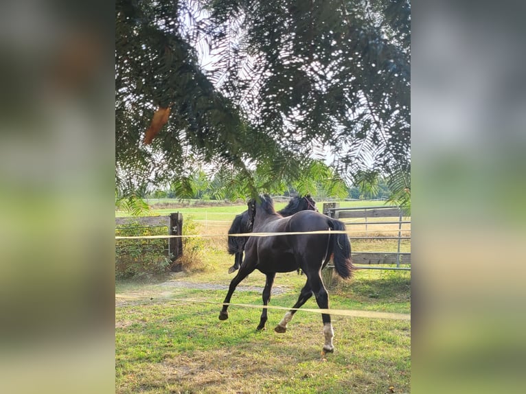 Silesian Mare 1 year 15,2 hh Black in Passau