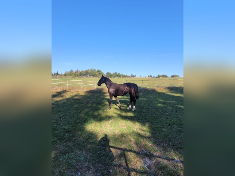 Silesian Mare 1 year 15,2 hh Black in Passau