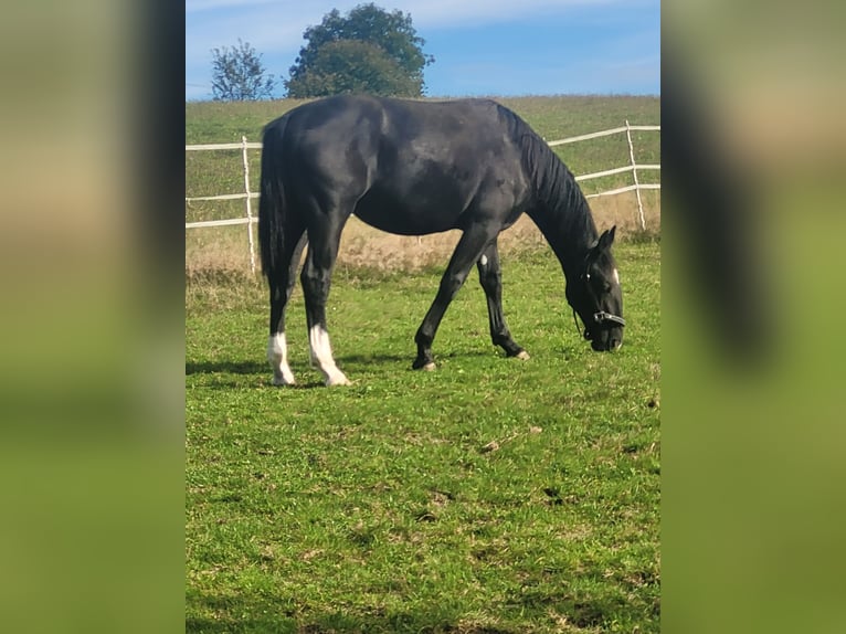 Silesian Mare 1 year 15,2 hh Black in Passau