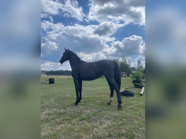 Silesian Mare 1 year 15,2 hh Black in Wodzierady