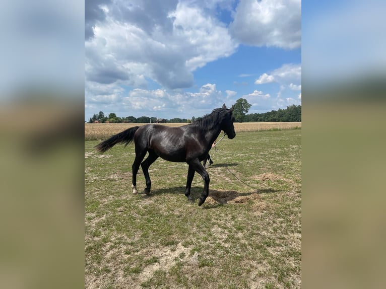 Silesian Mare 1 year 15,2 hh Black in Wodzierady