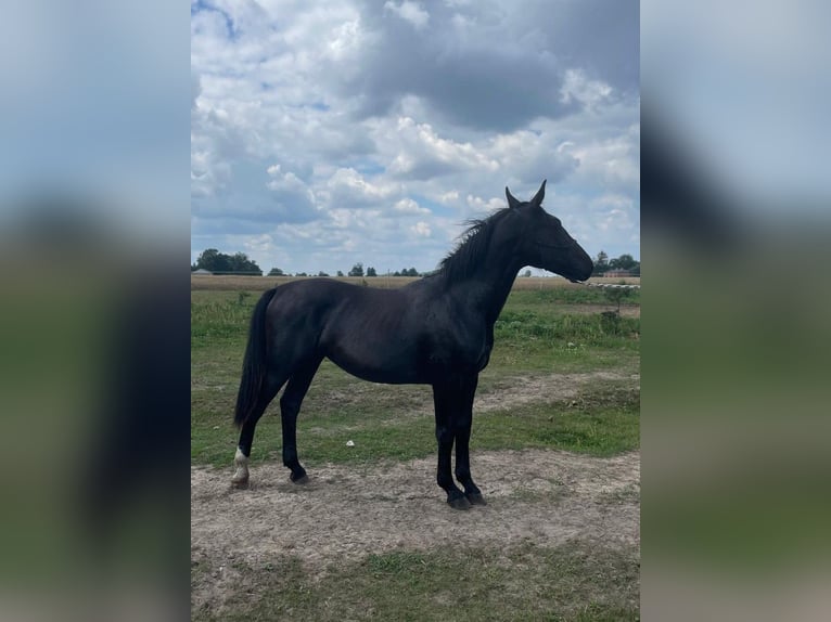 Silesian Mare 1 year 15,2 hh Black in Wodzierady