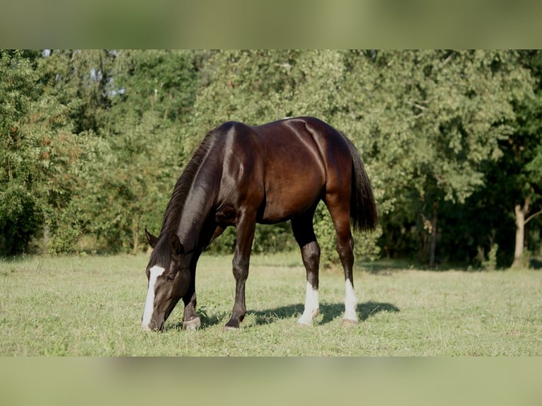 Silesian Mare 1 year Black in Częstochowa