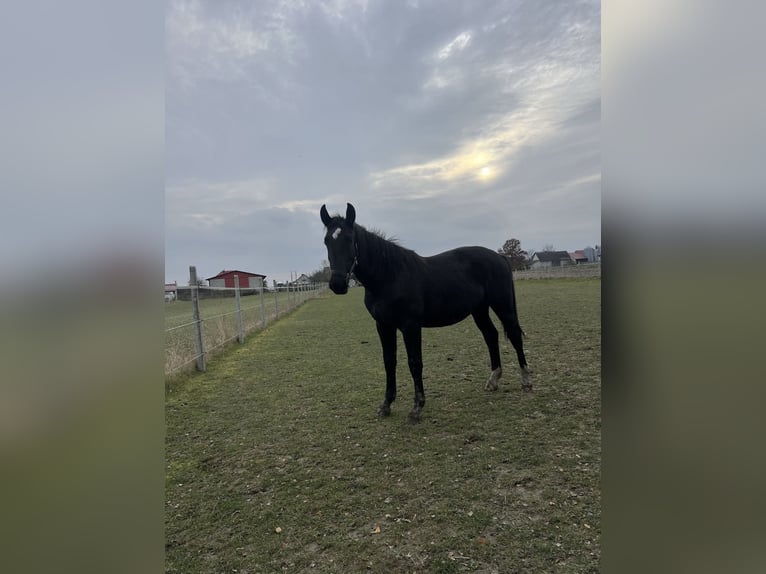 Silesian Mare 1 year Black in Konieczno