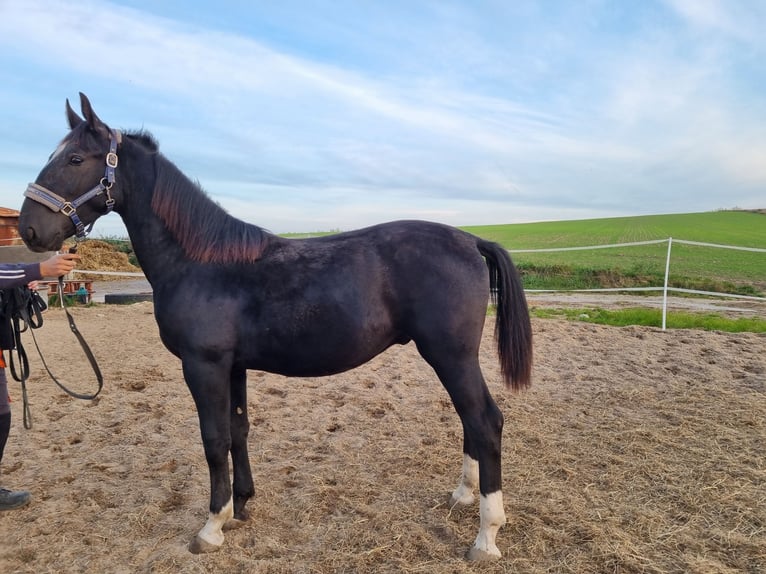 Silesian Mare 2 years 14,2 hh Black in Dalabuszki