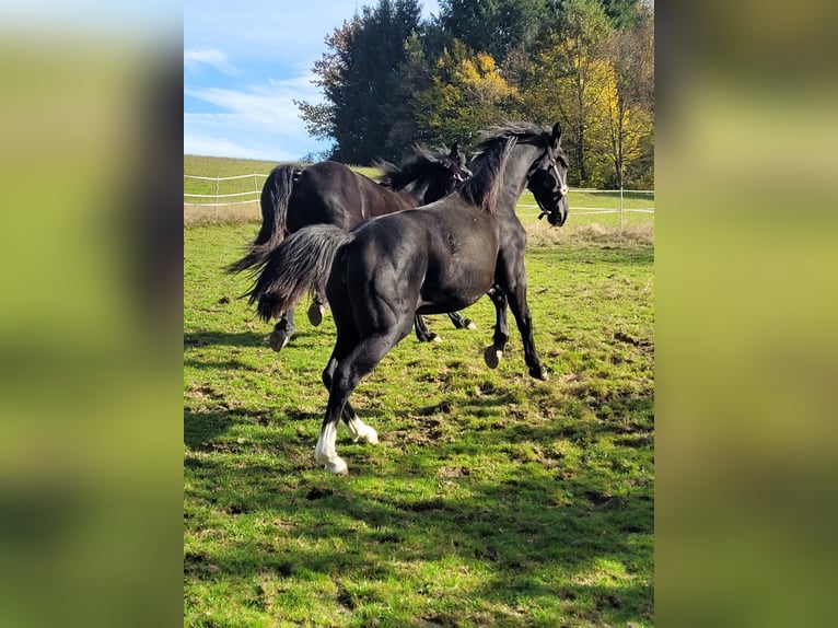 Silesian Mare 2 years 15,3 hh in Tiefenbach