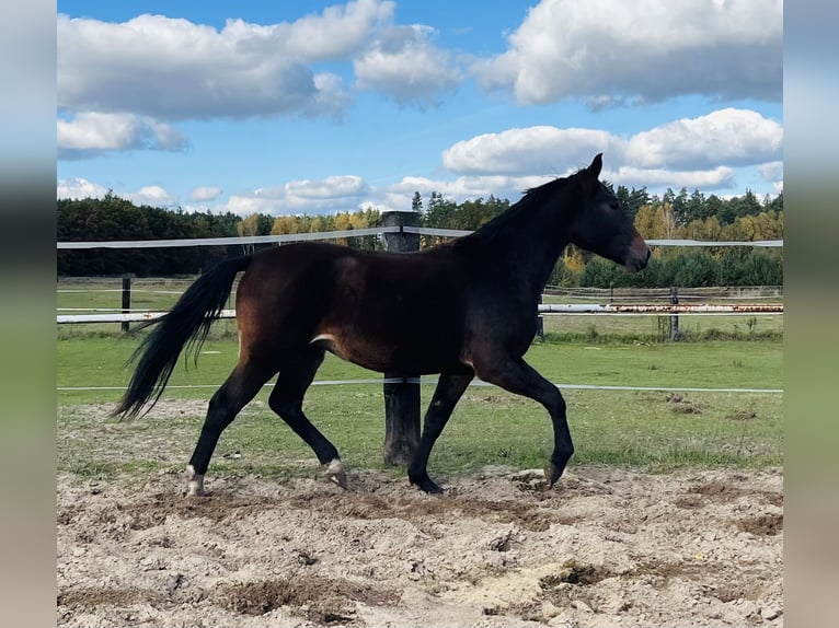 Silesian Mare 2 years 15,3 hh Bay in Zdzierczyzna