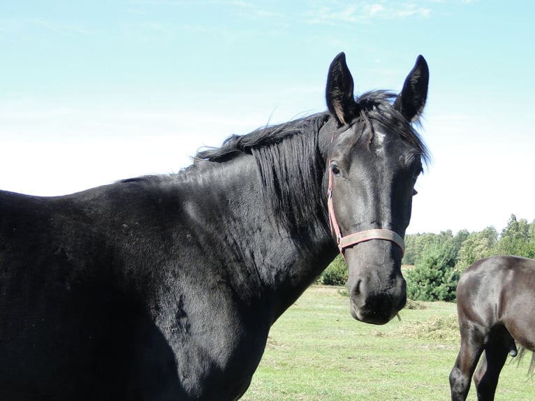Silesian Mare 2 years 15,3 hh Black in Wodzierady