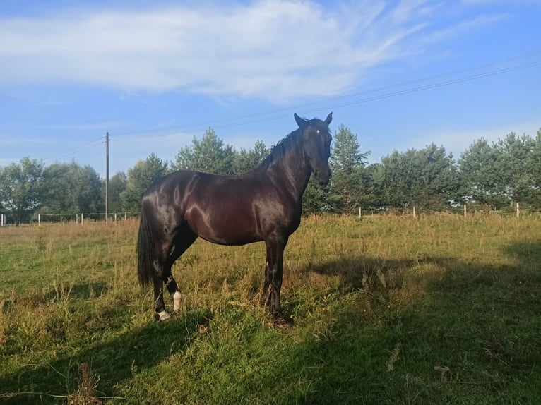 Silesian Mare 2 years 16,1 hh Black in Bogdaniec