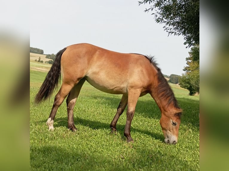 Silesian Mare 2 years 16,1 hh Dun in Kobyla Góra