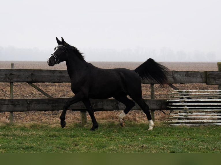 Silesian Mare 3 years 16,1 hh Black in Dobromierz
