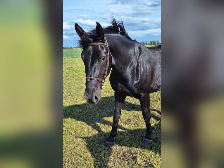 Silesian Mare 3 years 16 hh Black in PŁAWIN