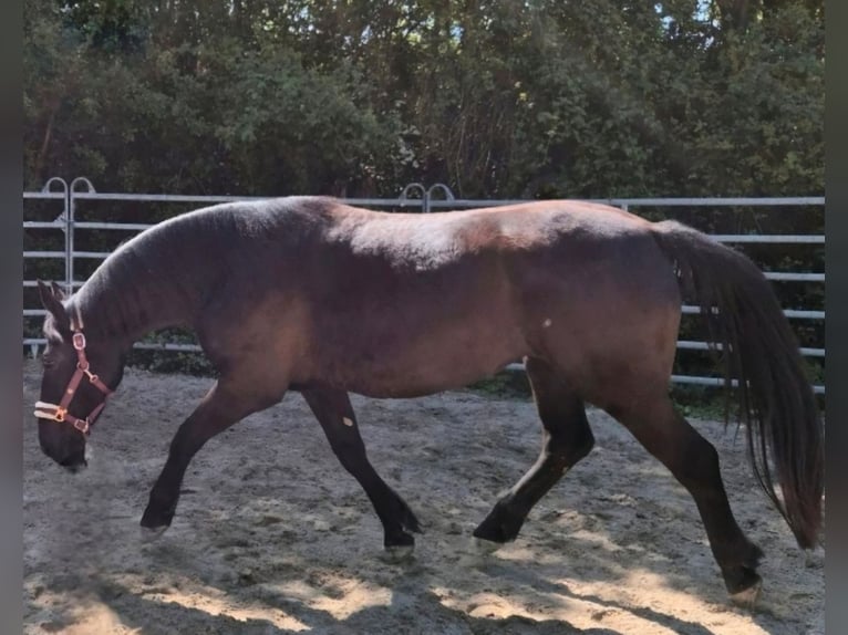 Silesian Mare 3 years 16 hh Black in Aarbergen