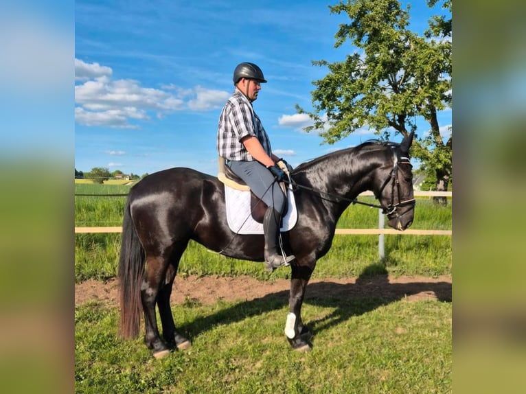 Silesian Mare 3 years 16 hh Black in Aarbergen