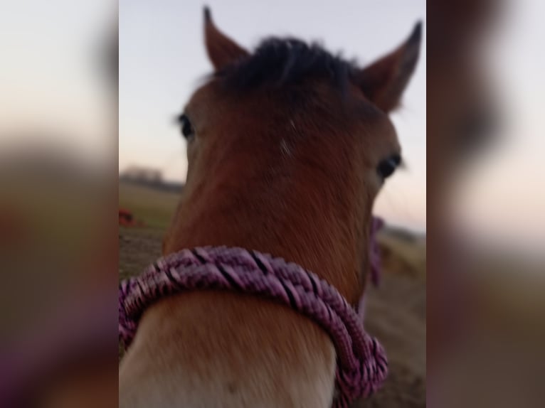 Silesian Mare 3 years 16,1 hh Dun in Kobyla Góra