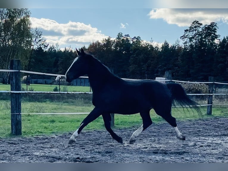 Silesian Mare 3 years 16,1 hh Smoky-Black in Zdzierczyzna