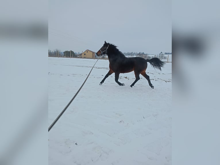 Silesian Mare 3 years Bay-Dark in Zarzecze
