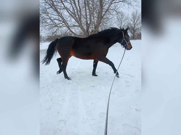Silesian Mare 3 years Bay-Dark in Zarzecze