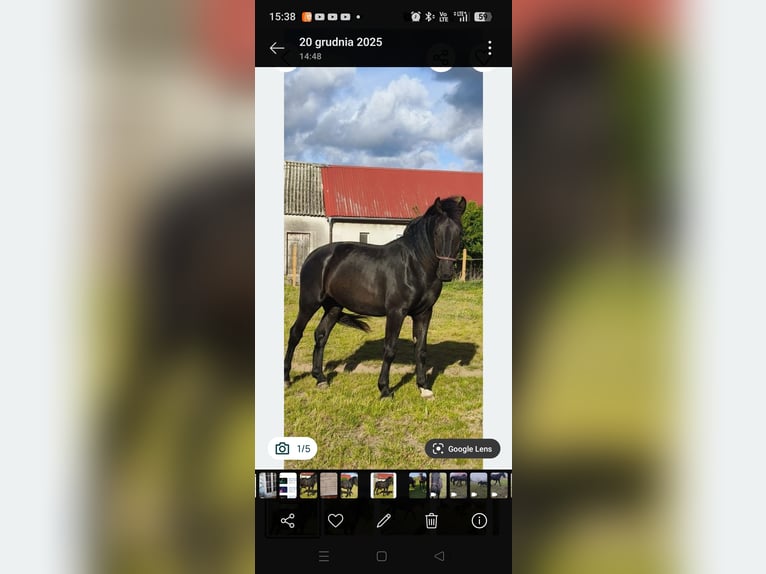 Silesian Mare 3 years Black in Bogdaniec