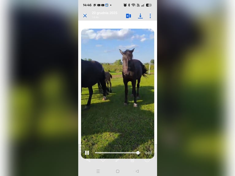 Silesian Mare 3 years Black in Bogdaniec