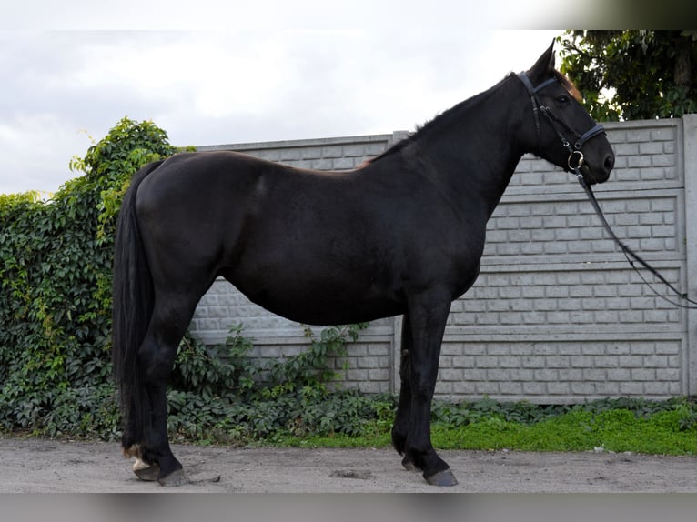 Silesian Mare 4 years 15,2 hh Black in Krotoszyn