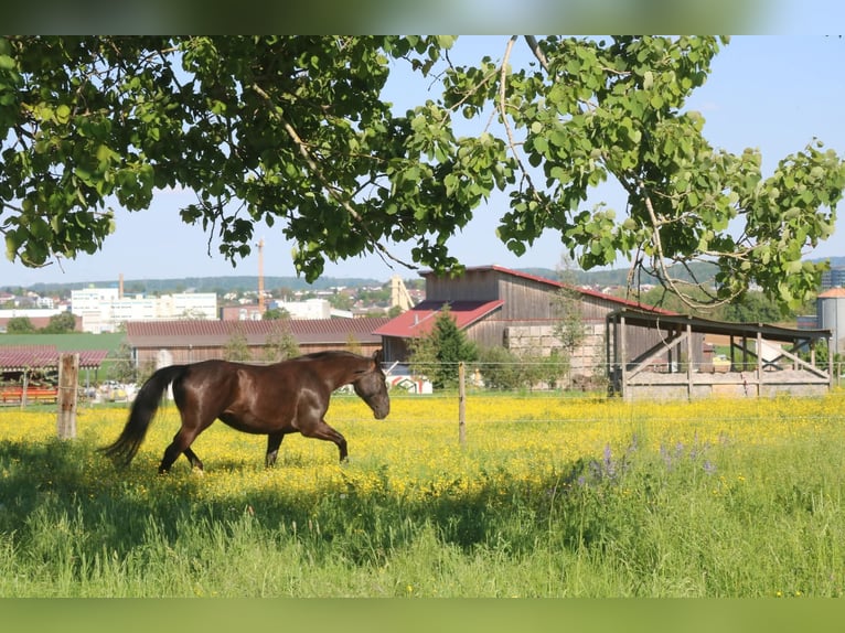 Silesian Mare 4 years 15,2 hh Black in Bad Wimpfen