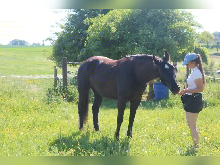 Silesian Mare 4 years 15,3 hh Black in Bad Wimpfen
