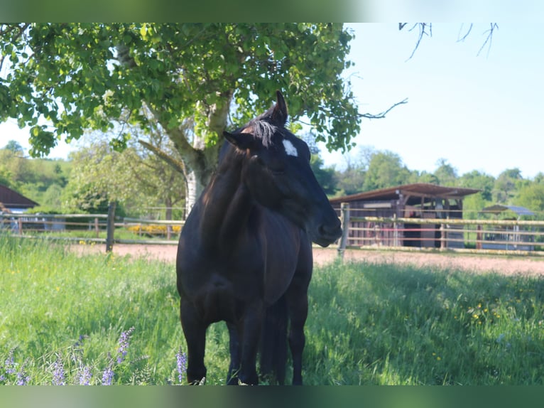Silesian Mare 4 years 15,3 hh Black in Bad Wimpfen