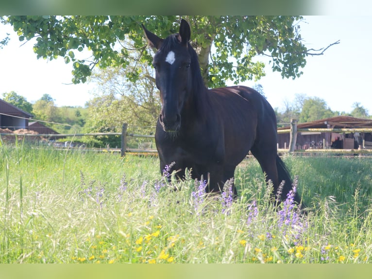 Silesian Mare 4 years 15,3 hh Black in Bad Wimpfen