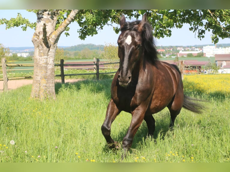 Silesian Mare 4 years 15,3 hh Black in Bad Wimpfen