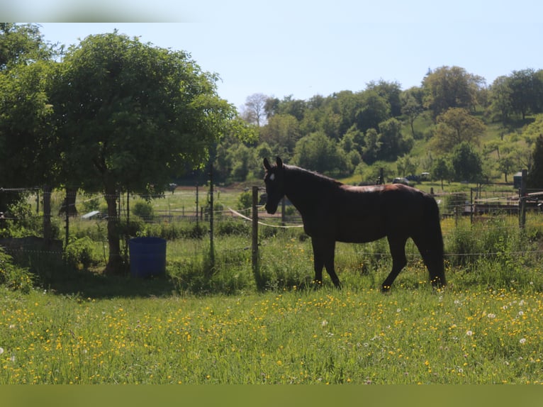Silesian Mare 4 years 15,3 hh Black in Bad Wimpfen