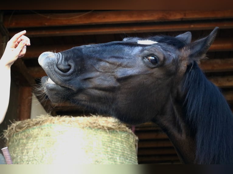 Silesian Mare 4 years 15,3 hh Black in Bad Wimpfen