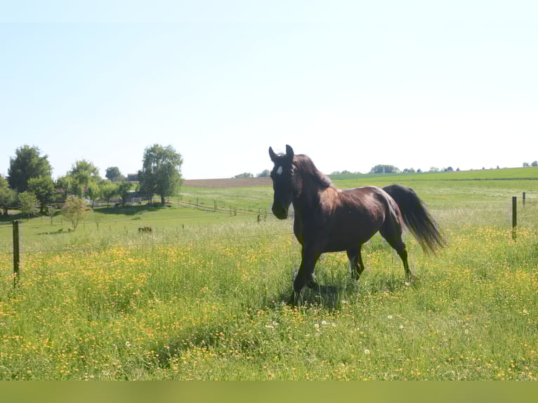 Silesian Mare 4 years 15,3 hh Black in Bad Wimpfen