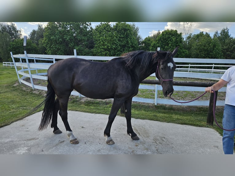 Silesian Mare 4 years 16.1 hh Black in Młodzieszyn